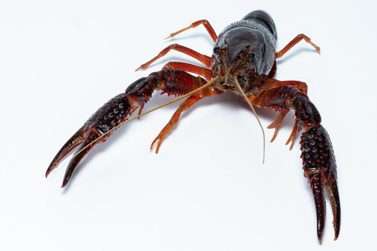 Pho & Crawfish by T&K – Lewisville — Lewisville