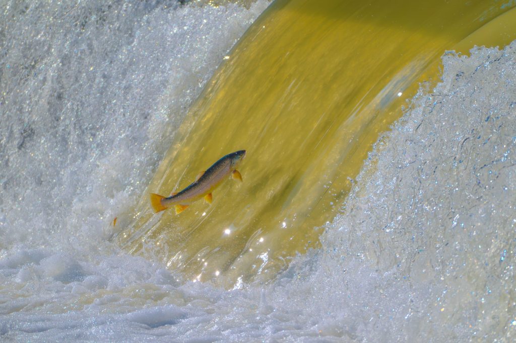 Upatoi Creek Fishing & Nature Corridor — Columbus
