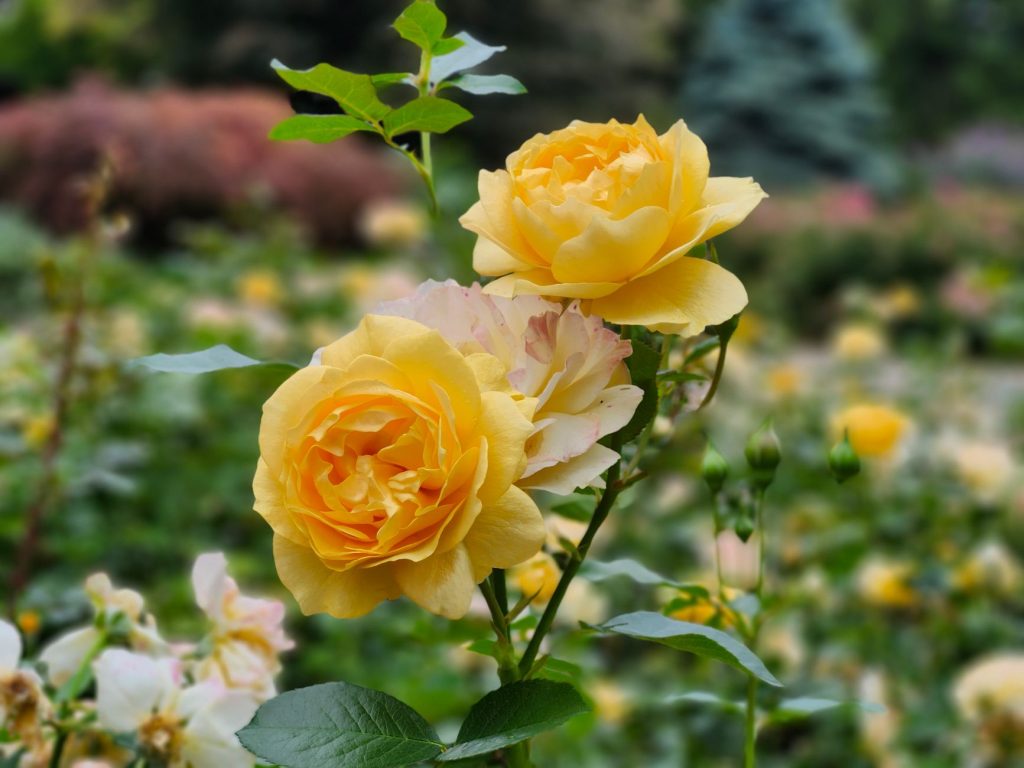 Rose Hill at Manito Park — Spokane