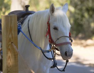 Texoma Trail Rides at Post Oak Creek — Denison