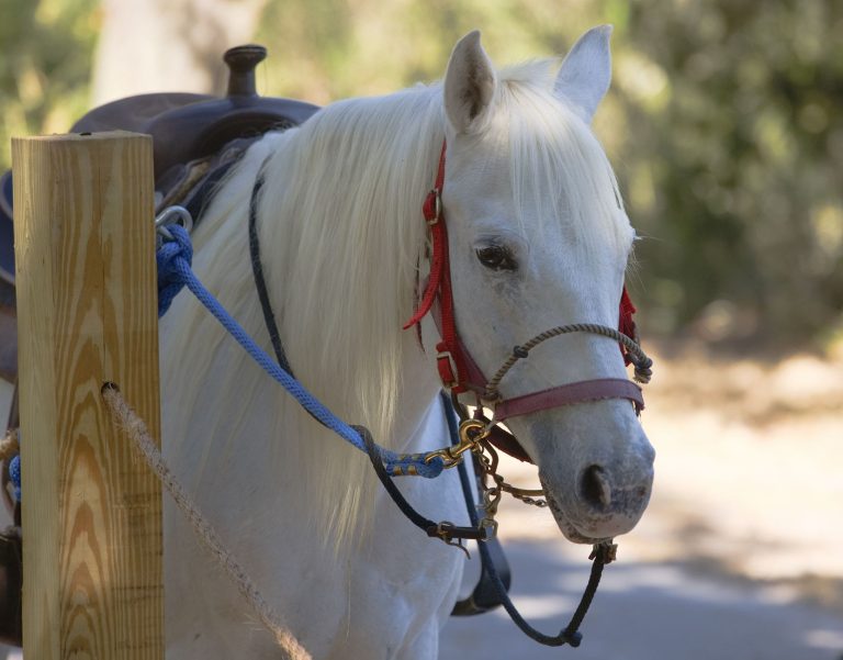 Texoma Trail Rides at Post Oak Creek — Denison