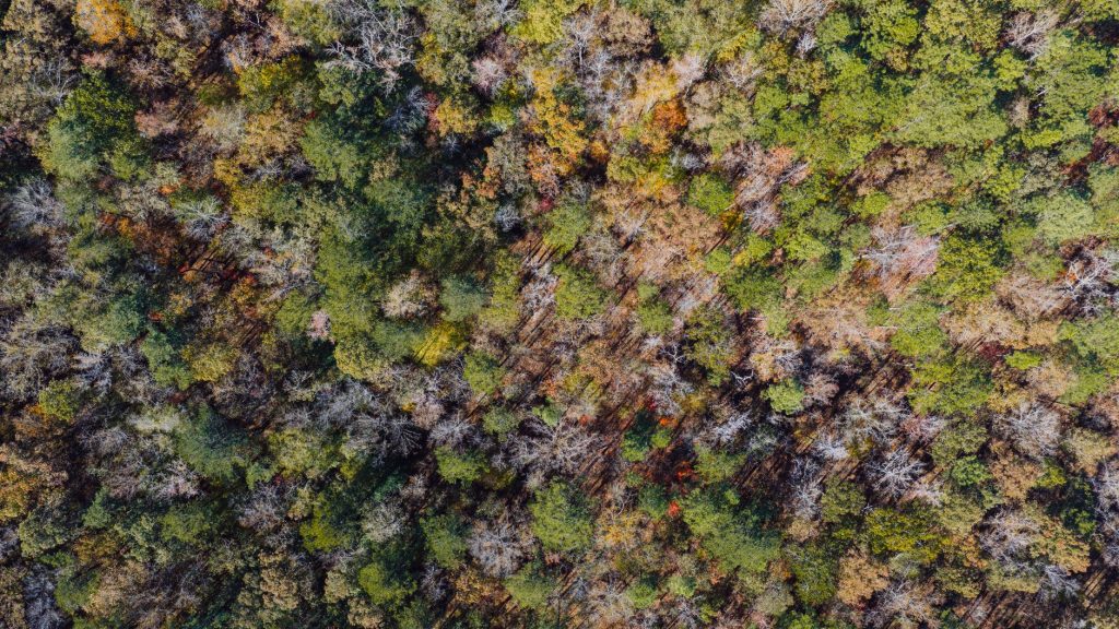 Land Trust of North Alabama – Blevins Gap Nature Preserve — Huntsville