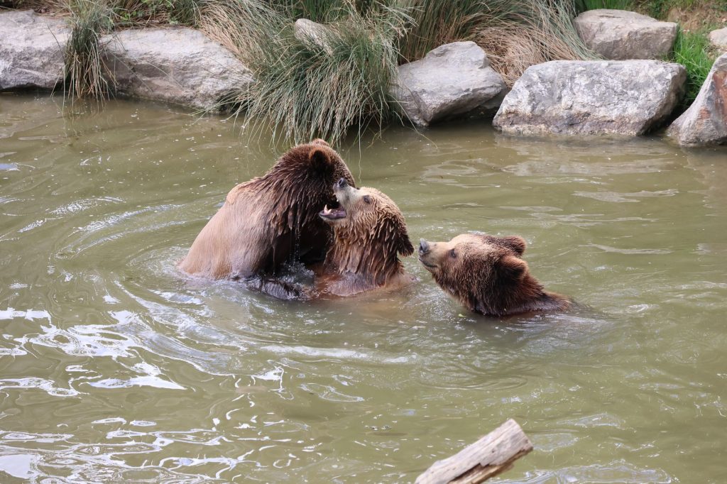 Grizzly Pool & the UM Campus Outdoor Experience — Missoula