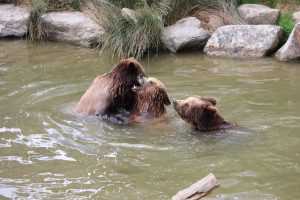 Grizzly Pool & the UM Campus Outdoor Experience — Missoula