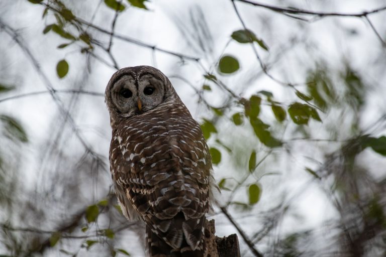 Owl Bar & Cafe — Las Cruces