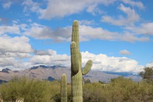 Saguaro Corners Restaurant & Bar — Tucson