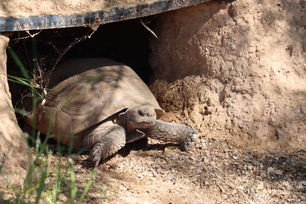 Sonoran Desert Museum at Reptile Ranch — actually: Tucson Herpetological Society's Desert Tortoise Adoption Program… no — Tucson Wildlife Center — Tucson
