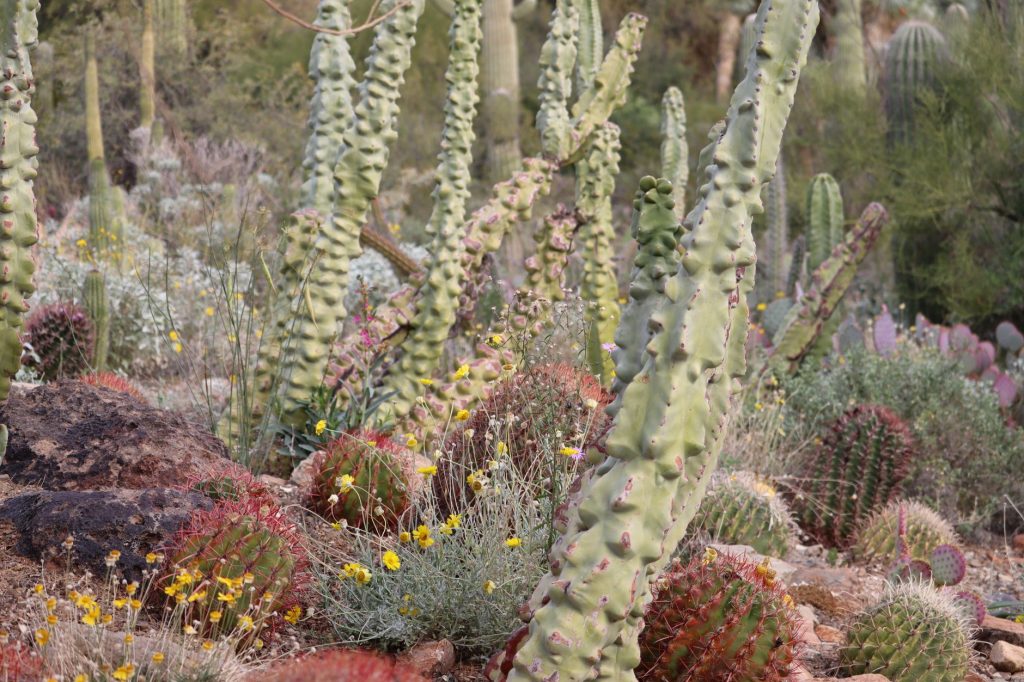 Desert Survivors Native Plant Nursery — Tucson