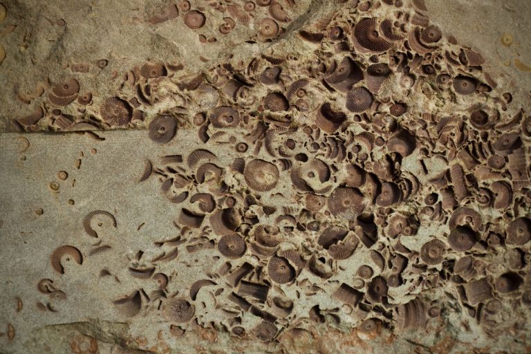 Loda Bluff Fossil Site — Mobile