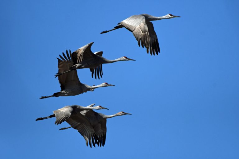 Bighorn Audubon Society — Christmas Bird Count & Birding Events — Sheridan