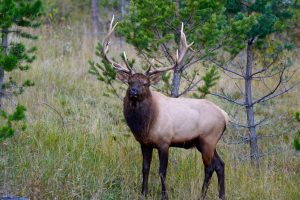 Elk Park Trail — Pike National Forest near Woodland Park — Woodland Park