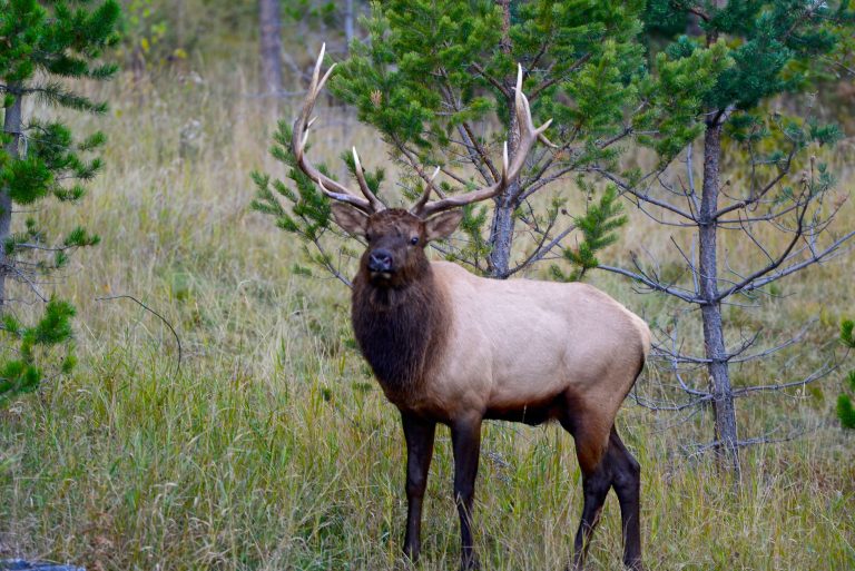 Elk Park Trail — Pike National Forest near Woodland Park — Woodland Park