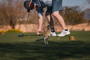 We-Ko-Pa Golf Club — Scottsdale