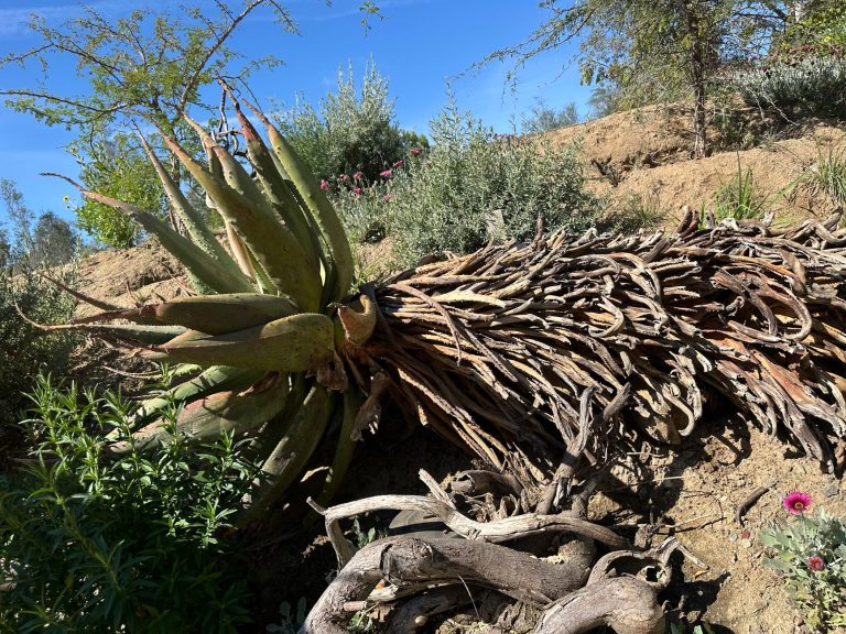 Conejo Valley Botanic Garden – Native Plant & Sensory Garden Experience — Thousand Oaks