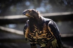 Conejo Valley Raptor Center — Thousand Oaks