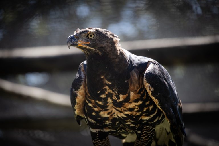 Conejo Valley Raptor Center — Thousand Oaks