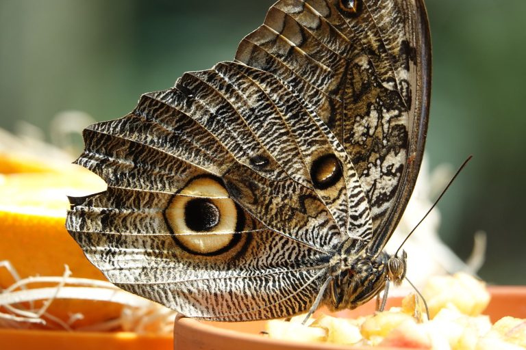 Butterfly Pavilion at Fresno Chaffee Zoo — Fresno