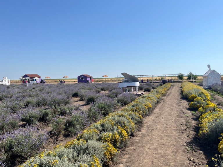 Purple Pines Lavender Farm — Provo
