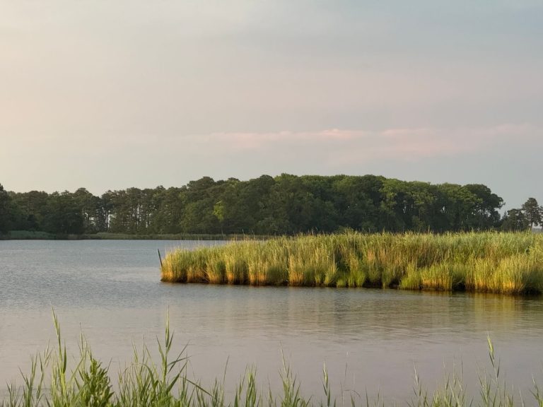 Hoffler Creek Wildlife Preserve — Chesapeake Lavender & Wildflower Trail at Hickory — Chesapeake