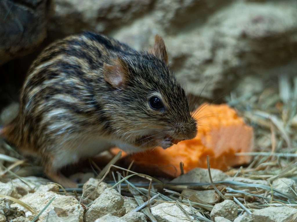 Conejo Valley Natural History Museum — Thousand Oaks