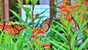 Ventura Botanic Garden Butterfly Garden & Native Plant Nursery — Ventura