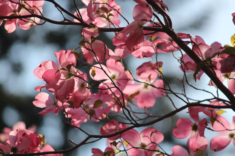 National Arboretum Dogwood Collection & Fern Valley Trail — Washington D.C.