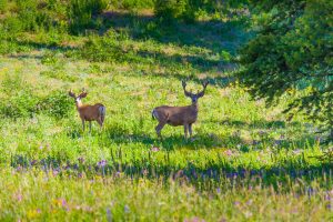 Deer Flat National Wildlife Refuge – Gotchell Unit — Nampa