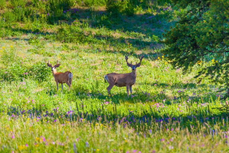 Deer Flat National Wildlife Refuge – Gotchell Unit — Nampa