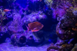 UGA Aquarium at Skidaway Institute of Oceanography — Savannah