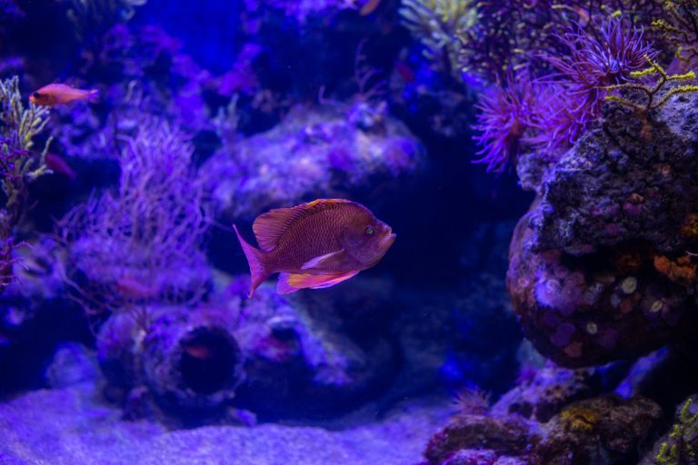 UGA Aquarium at Skidaway Institute of Oceanography — Savannah