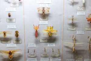 Museum of Long Island Natural Sciences — Brookhaven