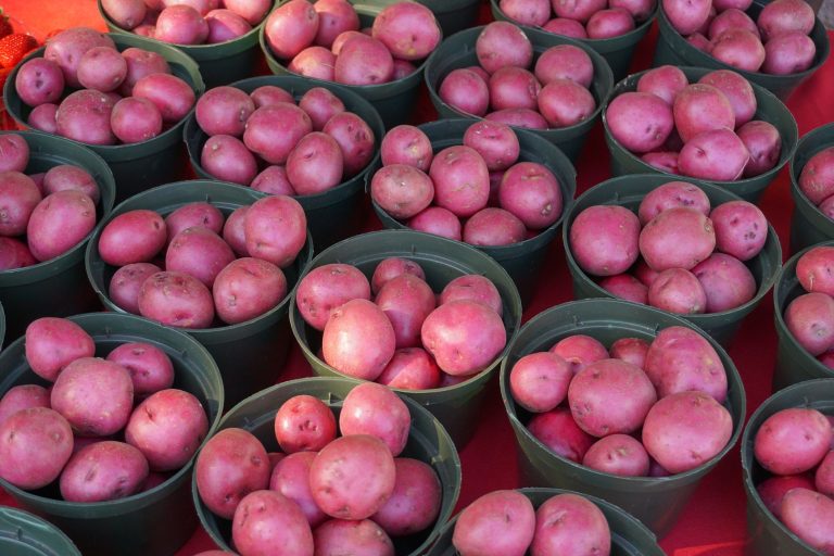 Tradition Farmers Market — Port St Lucie
