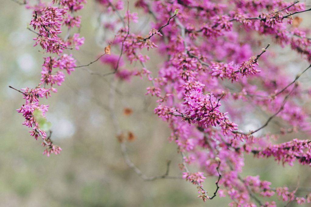 Redbud Valley Nature Preserve — Broken Arrow