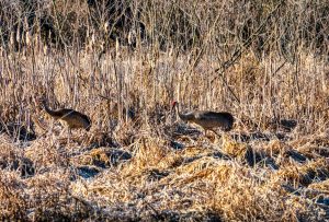 Ridgefield National Wildlife Refuge — Carty Unit Auto Tour — Vancouver