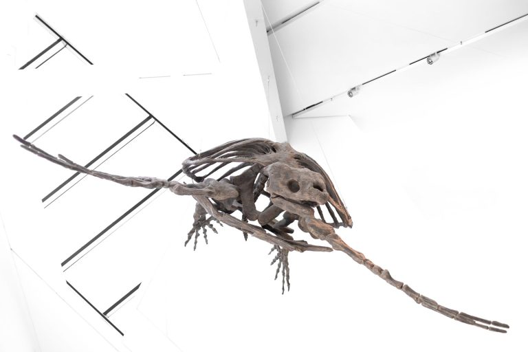 Natural Science Museum at Turtle Bay Exploration Park — Redding