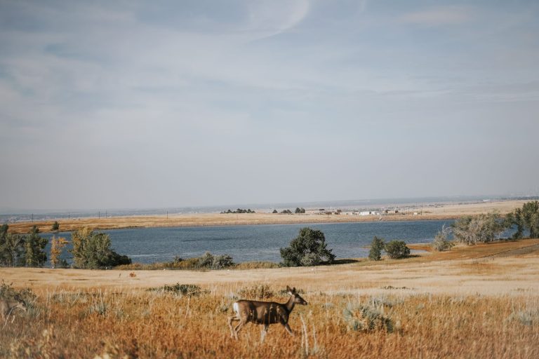 Deer Flat National Wildlife Refuge – Lake Lowell Unit Shoreline Access — Nampa