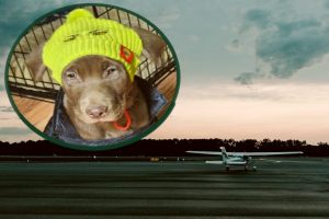 Pilots Transport Shelter Pets Across Idaho Washington And Montana To New Familie