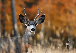 Pleasant Fall Weather Expected In Casper This Week