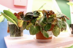 Potted Nursery Announces Closure On Sept 30 Ending Rare Plant Business In Tombal