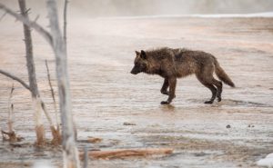 President Trump Moves To Delist Wolves And Pause Beef Tariffs To Aid Ranchers