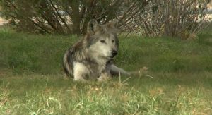 President Trump Orders Review Of Gray And Mexican Wolf Protections To Aid Texas