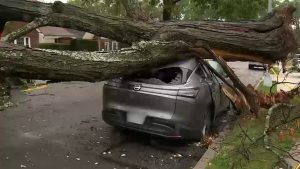 Queens Crews Clear Fallen Trees After Nor Easter Knocks Down Nearly 1 000 Across