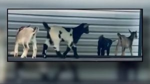 Rabies Cases Found In Mobile Petting Zoo Goats Prompt Health Alerts Across Nc