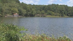 Rabies Positive Bat Rescued From Shelley Lake Prompts Health Alert In Raleigh