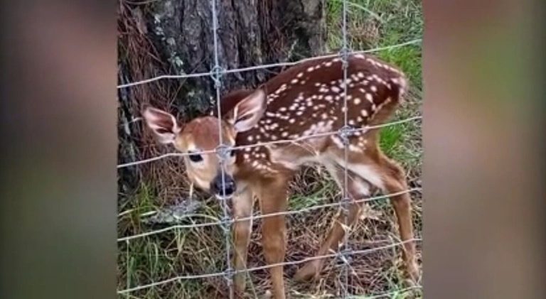 Rain Boosts Local Vegetation Keeps Shreveport Deer Herd Healthy Ahead Of Acorn D
