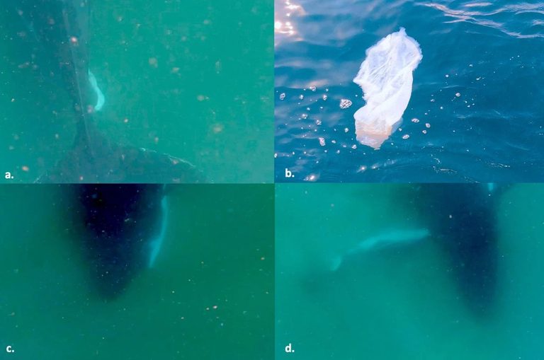 Rare Footage Shows Humpback Mother Grieving Stillborn Calf Off Australian Coast