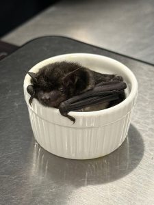 Rare Mexican Cave Myotis Bat Discovered Inside Omaha Office Building