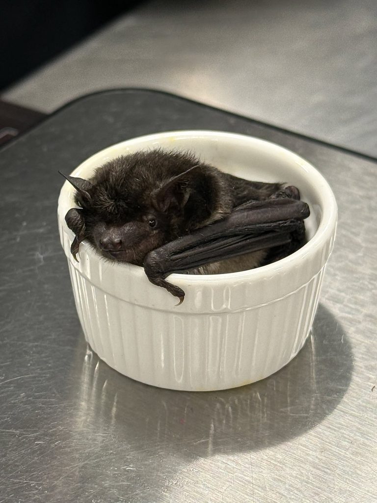 Rare Mexican Cave Myotis Bat Discovered Inside Omaha Office Building