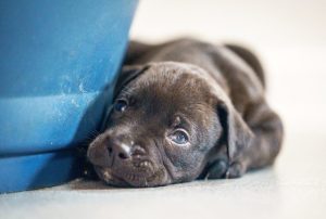 Record 14 Puppy Litter Born At Chesterfield Rspca Rescue Centre