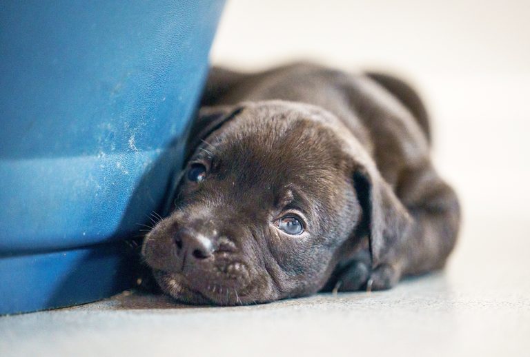 Record 14 Puppy Litter Born At Chesterfield Rspca Rescue Centre